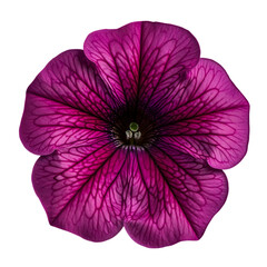 Vibrant magenta petunia flower with dark veins on black background