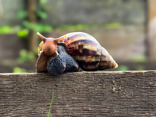 Giant african snail (Lissachatina fulica), close up of snail, walking snail on wood
