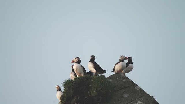비에 젖은 미키네스 절벽 위 퍼핀 떼의 고요한 시간
| Soaked Puffins in Silence | Rainy Cliff of Mykines, Faroe Islands