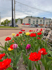 beautiful variety tulips are planted in city flower beds in Minsk.