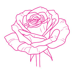 Elegant magenta outline of a classic rose bloom with detailed petals and stem