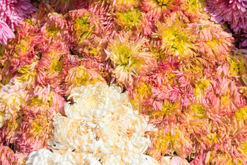 Background of the beautiful colorful chrysanthemum flowers