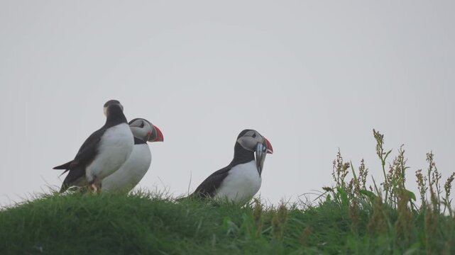 부리에 물고기를 문 퍼핀 | 미키네스 섬 절벽 위 야생의 리얼리티
| Puffin with Fish in Beak | Real Wildlife on Mykines Cliffs, Faroe Islands