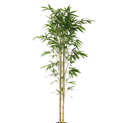 Fototapeta premium Green bamboo stalk with fresh leaves a symbol of zen and nature isolated on a transparent background png