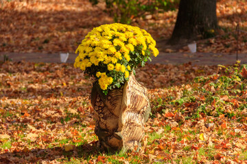 Yellow chrysanthemums flowers in pot in a park
