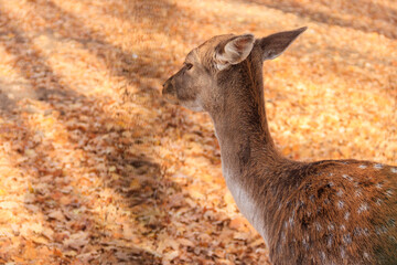 Young spotted deer on background of autumn fallen leaves