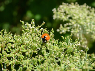 Ladybug Perched on Green Umbrella Plant Blossoms in Sunlight