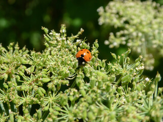 Ladybug Perched on Green Umbrella Plant Blossoms in Sunlight