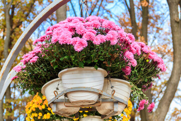 Colorful chrysanthemums flowers in pots in a park