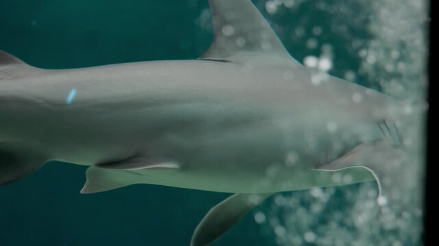 Closeup shot of a sandbar shark glides gracefully through deep blue water