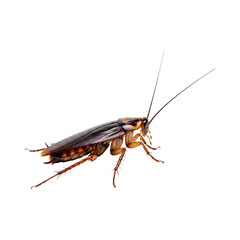 cockroach isolated on white, Cockroach, isolated, side view, cut out background.
