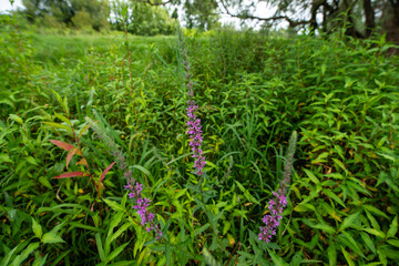 Lythrum salicaria