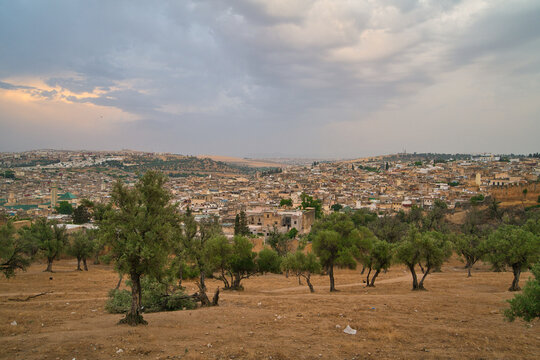 trees on a field in front of f&egrave;s medina