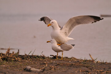 Fototapeta premium close up of a gull