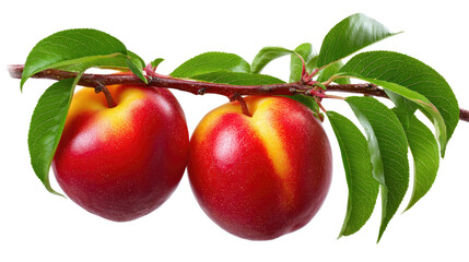 Fresh Nectarines on a Branch: A close-up of two ripe nectarines hanging from a branch, showcasing their vibrant red and yellow skin. The leaves are lush green.