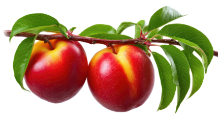Fresh Nectarines on a Branch: A close-up of two ripe nectarines hanging from a branch, showcasing their vibrant red and yellow skin. The leaves are lush green.