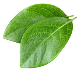 Nut leaf isolated on white. Nut leaf clipping path