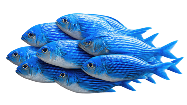 Azure School: A cohesive aggregation of meticulously arranged cobalt-blue fish, their synchronized orientation creating a harmonious spectacle of marine biodiversity.