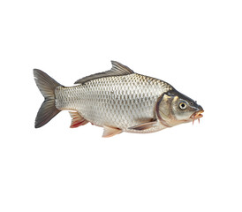 Vibrant koi, silver-scaled carp, and flowing betta fish isolated on transparent or white backgrounds, perfect for aquarium, pond, or ornamental fish visuals in clean high-res PNG format.

