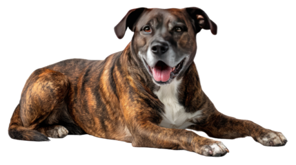 Happy Dog: A content dog, with its vibrant brown and tan brindle coat, rests peacefully, radiating an aura of warmth and trust.