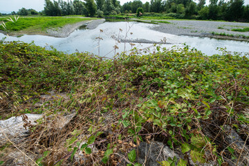 Naklejka premium Serio (river)