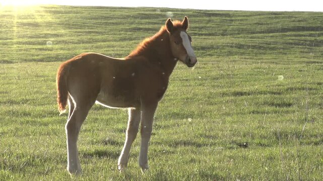 Foal in the Sun. Little foal walking on green spring meadow. Slow Motion