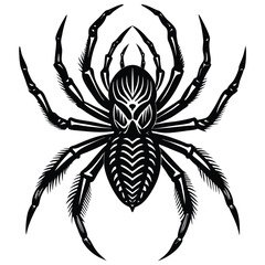 Obraz premium Black spider with long segmented legs arachnid insect