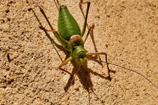 Close up of a female saddle-backed bush-cricket (Ephippiger ephippiger)
