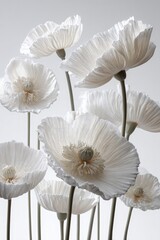 Obraz premium Abstract White Poppy Arrangement