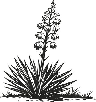 Vector art of a detailed black and white illustration of a blooming yucca plant with spiky leaves