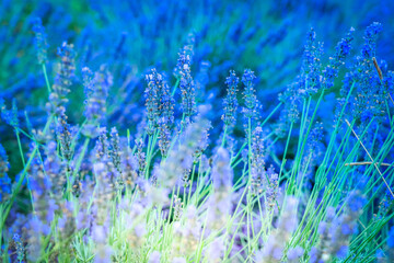 Lavender field at summer