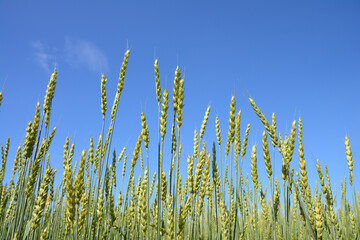 Fototapeta premium ears of Wheat on the Field Under Blue Sky copy space