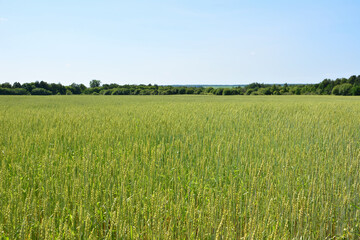 Obraz premium green Wheat Field Under a Clear Blue Sky with a forest on horizon