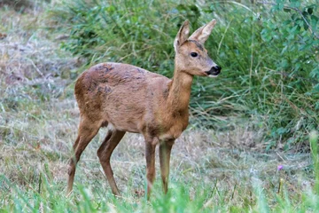 Fototapeten Rehe Roe deer keeping watch over her fawns   © plazaccameraman