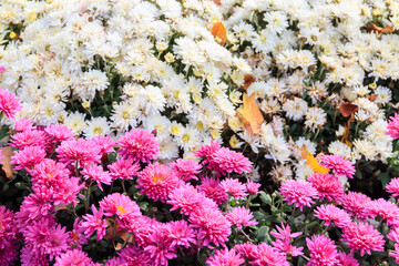 Background of the beautiful colorful chrysanthemum flowers