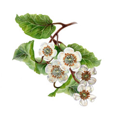 Flowering curved branches with vignettes of white flowers, green leaves. Watercolor botanical clipart with a bouquet of tropical kiwi for garden design, interior, jams, drinks, healthy food, textiles