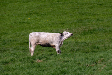 Cow on a meadow making a funny face