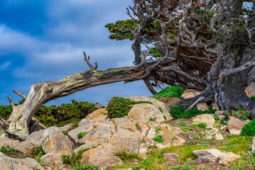 Gnarled Cypress at Pebble Beach