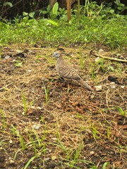 Zebra Doves Foraging in Lush Green Grass