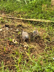 Zebra Doves Foraging in Lush Green Grass