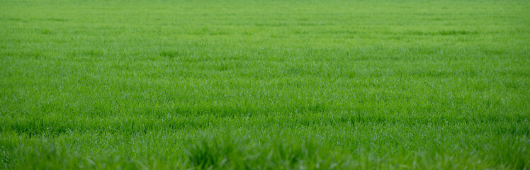 Background for header or banner green grass
