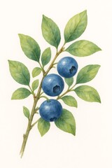 Watercolor painting of a blueberry twig with ripe blueberries and green leaves growing on a white background