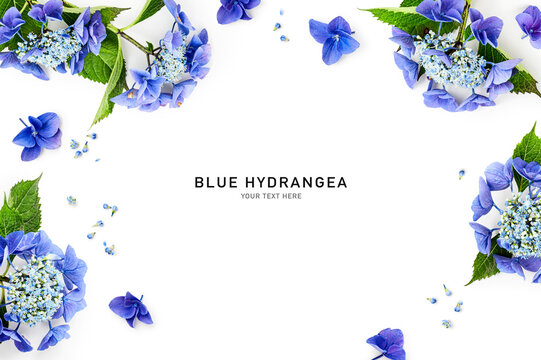 Blue hydrangea blossoms frame border photography isolated on white background