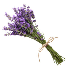 A fragrant bundle of dried lavender tied with twine for aromatherapy isolated on a transparent background png © woopics