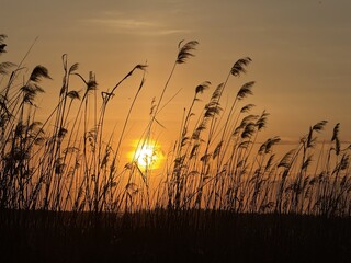 Summer sunset in the grass