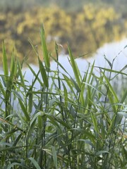 green grass in the wind