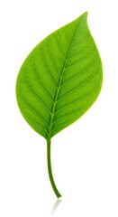 Fototapeta premium 生命の一葉