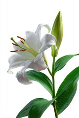 A single, delicate white lily bloom with green leaves, isolated on a pure white background. Purity, elegance.