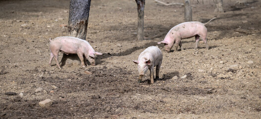 Happy piglets on a biological farm