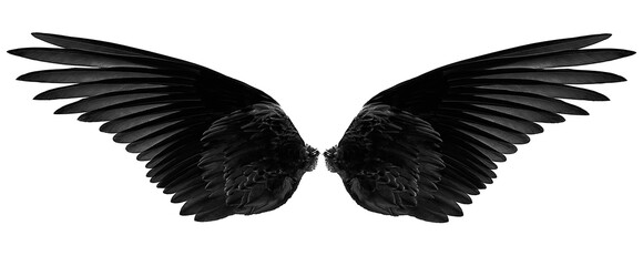 black wings on white background,isolated